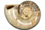 Jurassic Ammonite (Hemilytoceras) Fossil - Madagascar #365341-1